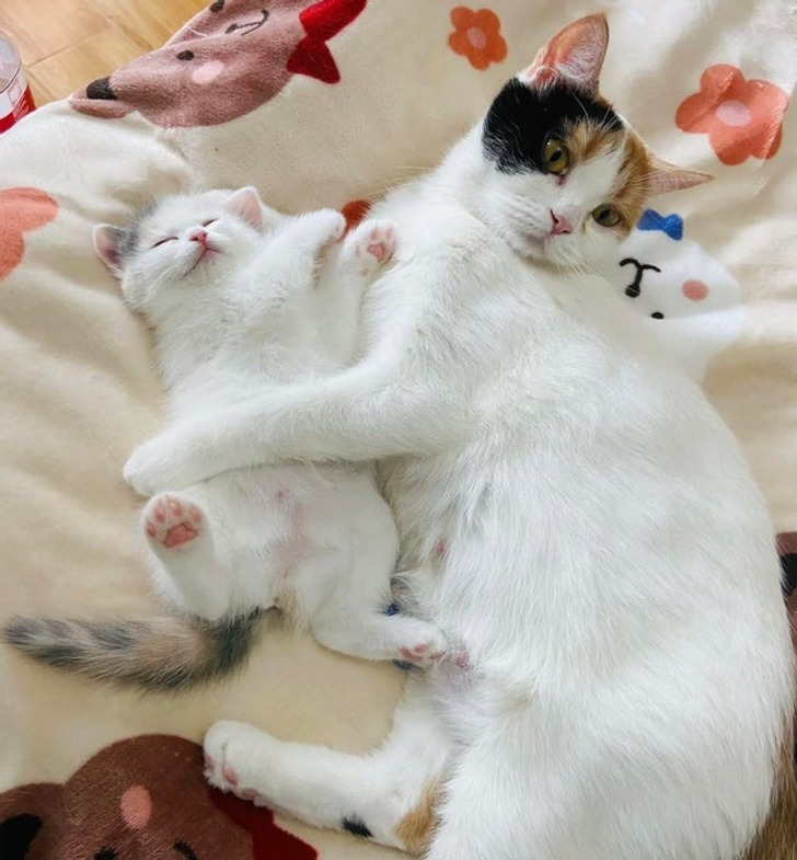 bc977d596dae980fc4493e5bc4