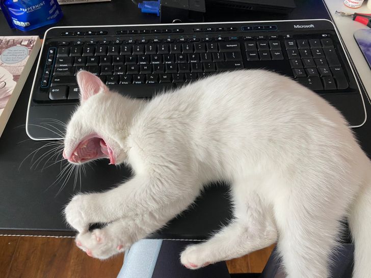 bca6e8554baa8d53be4a84ca80