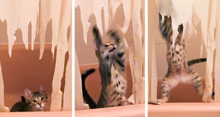 bcac625a958654f8bfa672fd10