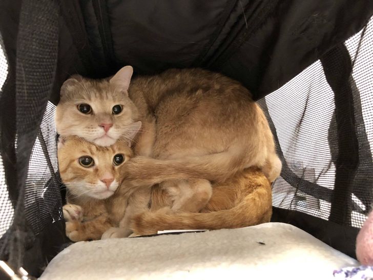 bdca2f5f1c9559ced13fc58626