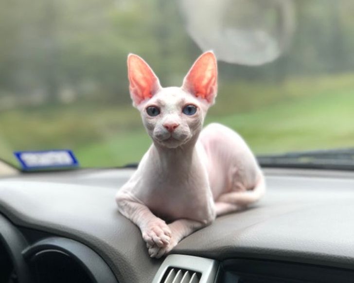 be56fa5914b1edc7864a1228ae