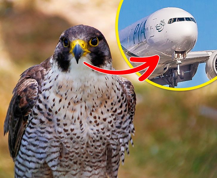 bedec65069ac43abcecce1ce71