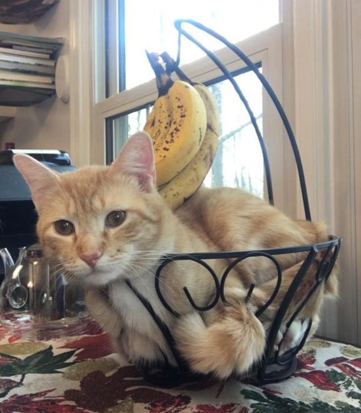 bf0ae656e886a494931a8661d4