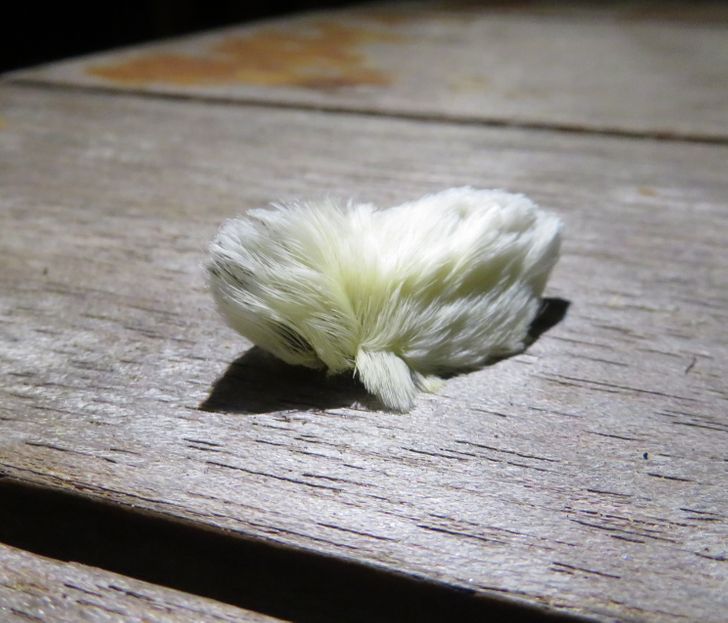 bf89555a71850997e89a82609e