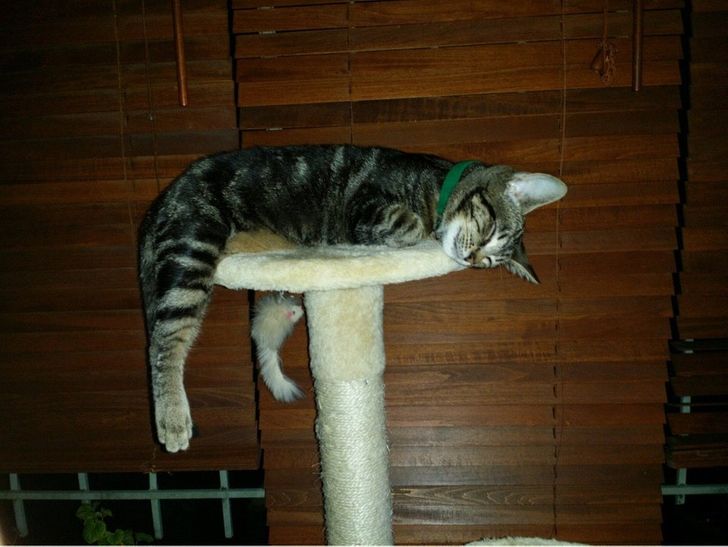 c00ad45ce0b80cd354e4594627