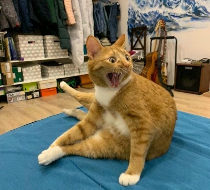 c1ed235c7daa70969a608f0915