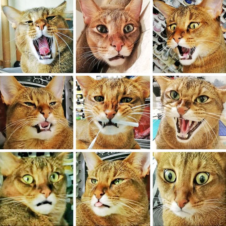 c2098355e5abb85bba61255e8b