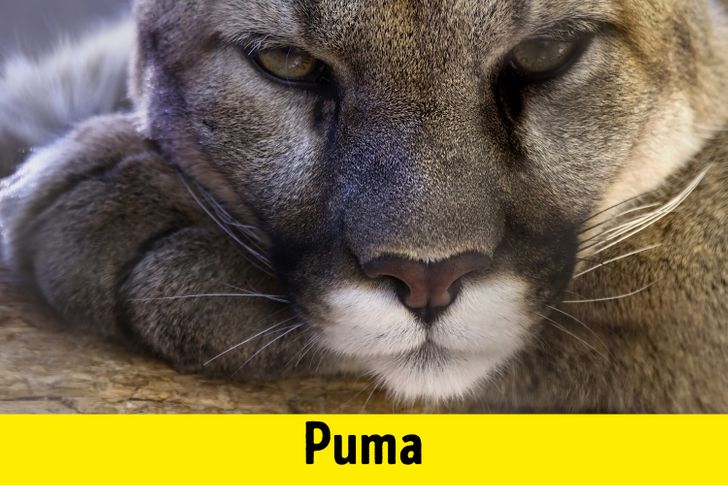 c218b55599bb20bf46942b660b