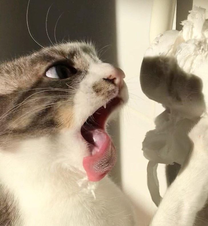 c232b25b448a6a53631294cf65