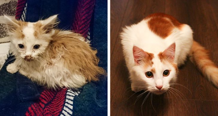 c26ece532b8ecf8297af6dc368