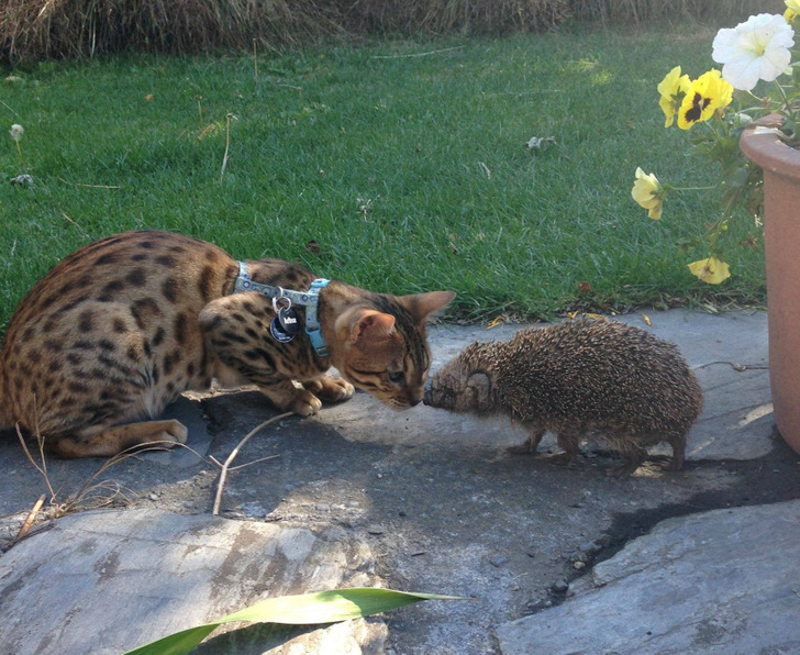 c2954f5106ae018c012928971f