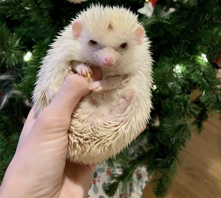 c32c0e5fea8376b18689068fcf