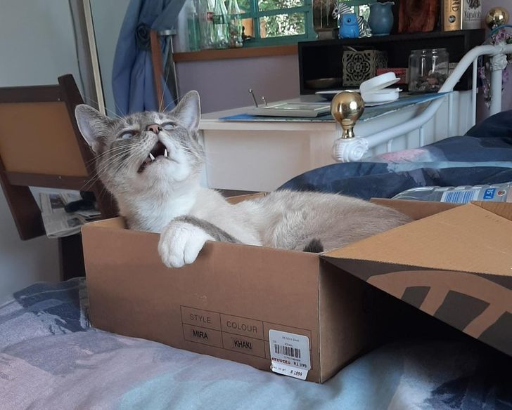 c33f08559c9c88f67f1ef8d44c