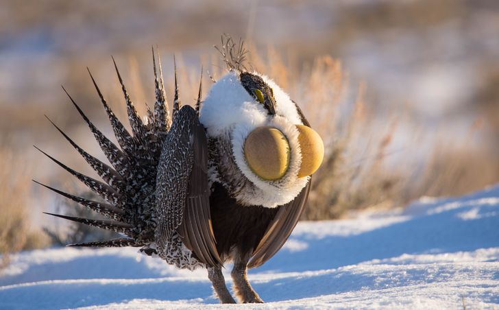 c3907f59f0a70038bcc9d97611