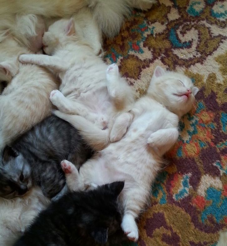 c3fe405115a3a4315a7b62fb93