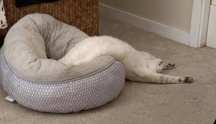 c43f5e5dbfbde136ceeaaab0bd