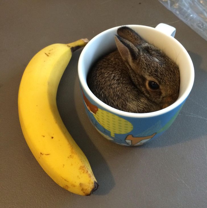 c44a1d5909a4de046d9130dbdb