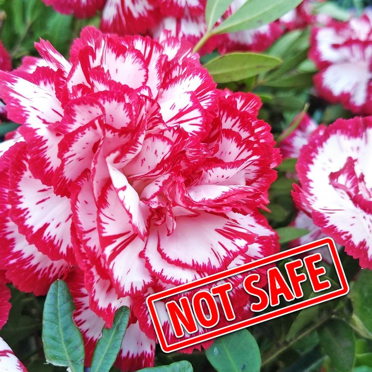 c45bcd56809691f07c4b183cad