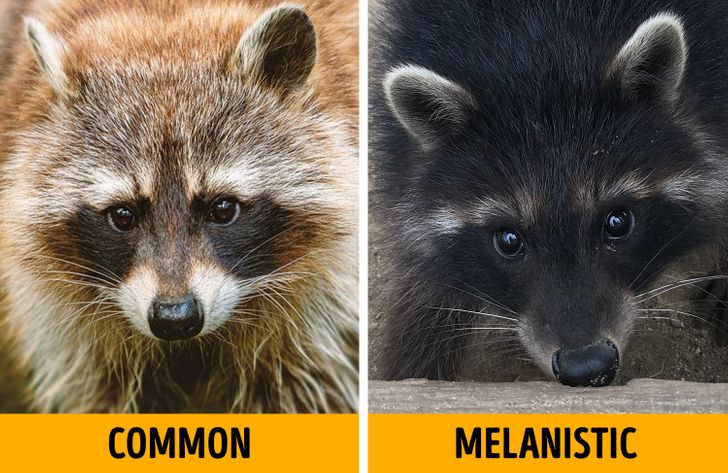 c4afe454daa56ffd65036ff69e