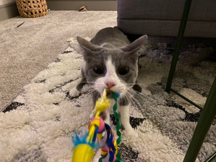 c509405cff94f9bab73b6bbf8e