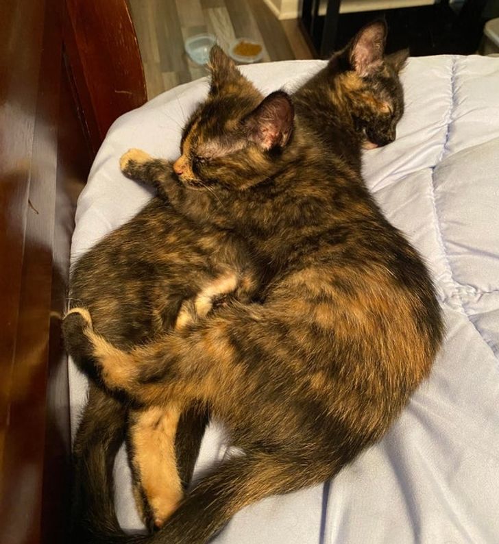 c593d151039595362069d866b6