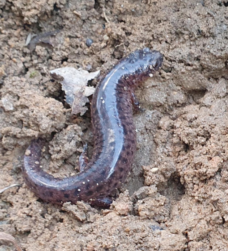 c61d40561983b1bedc0c72389d