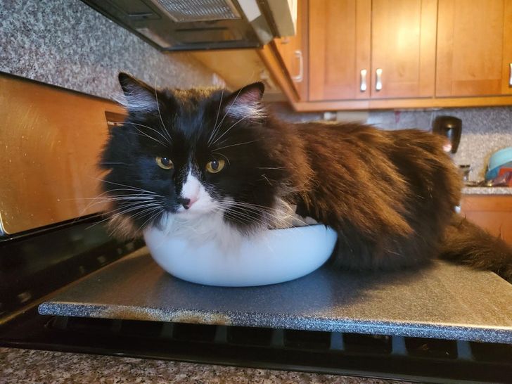 c656485c0abee384225dc40352