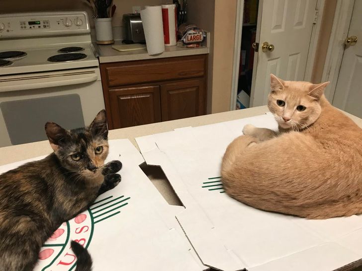 c71f0c53759ec11c1e8055e9a3