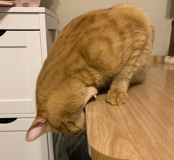 c7ee4253a595a5feec686e7fbf