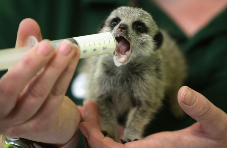 c826e1541f93eefddc8c259460