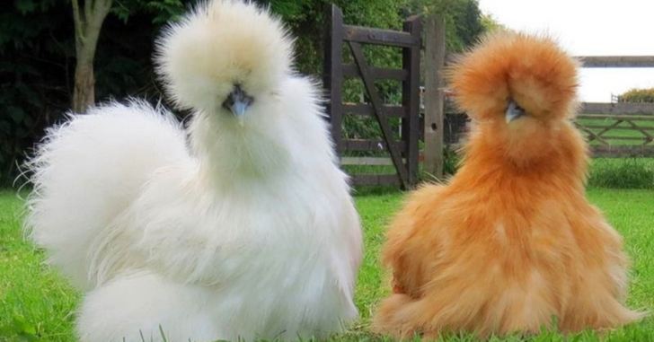 c83a2d5a66b0cbc2478f7fe04e