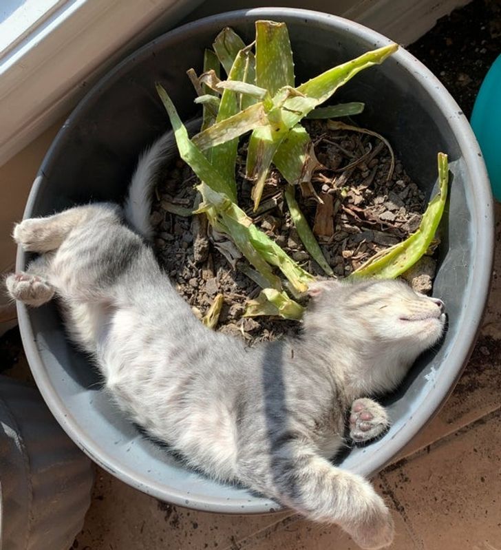 c8bfcf5eada742a5cf4bf0695a