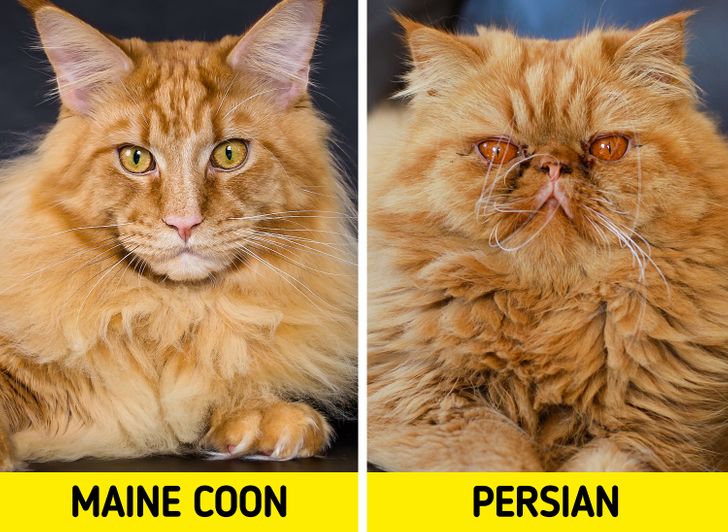 c8c0cc5147ab32dd353926ba55