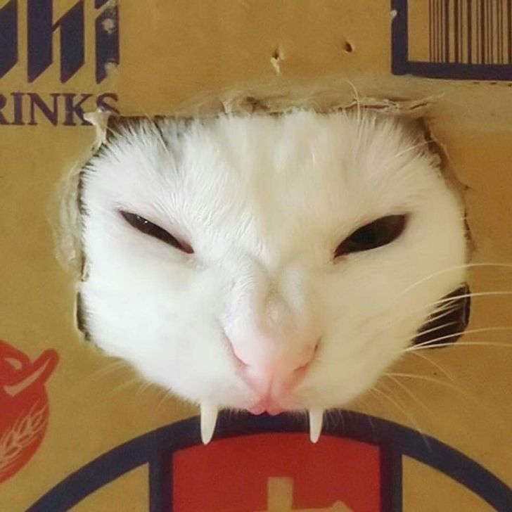 c9111655b9a0ed08a4502fb746