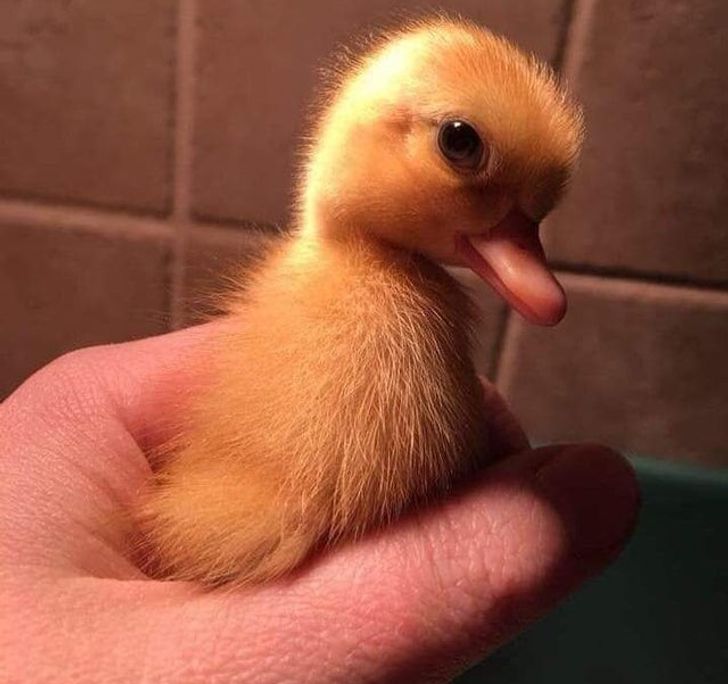 ca11dc57f2ad59afc6f88d9c2f