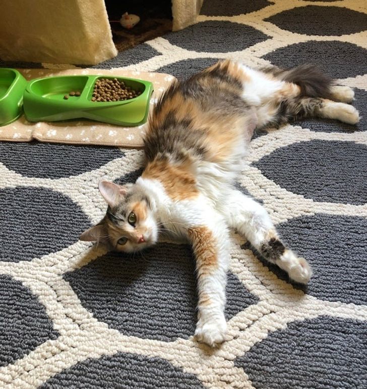 ca27b4555784fa76fe2a6224ff