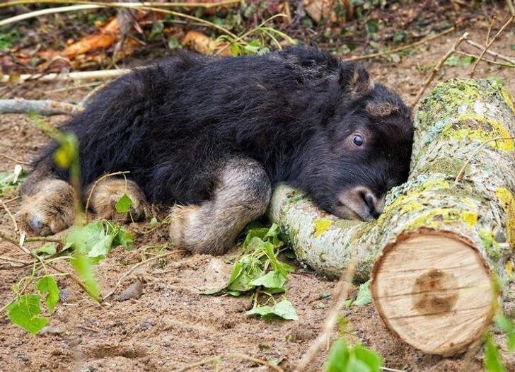 ca81525285bcd8017bd6f6a6a8