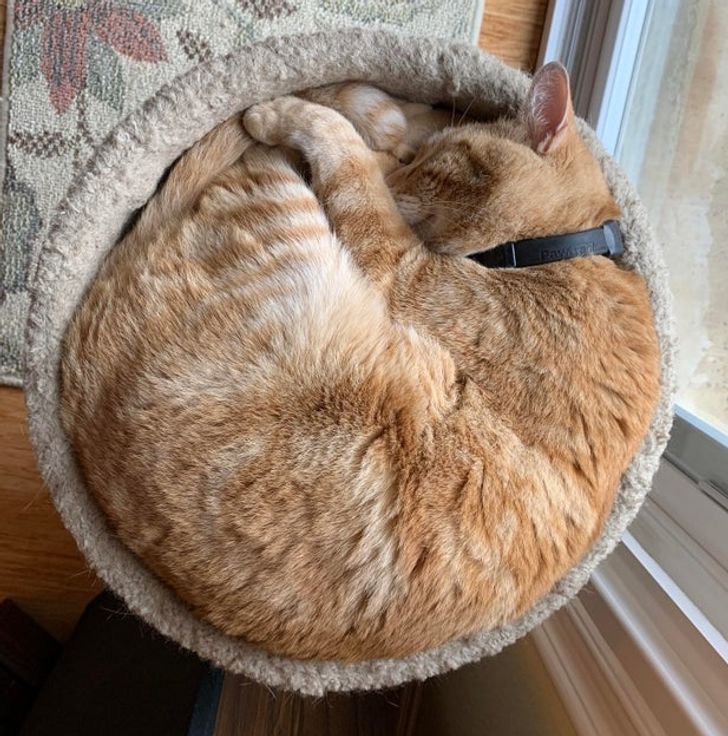 cab8525b2881e90b268d9d0535