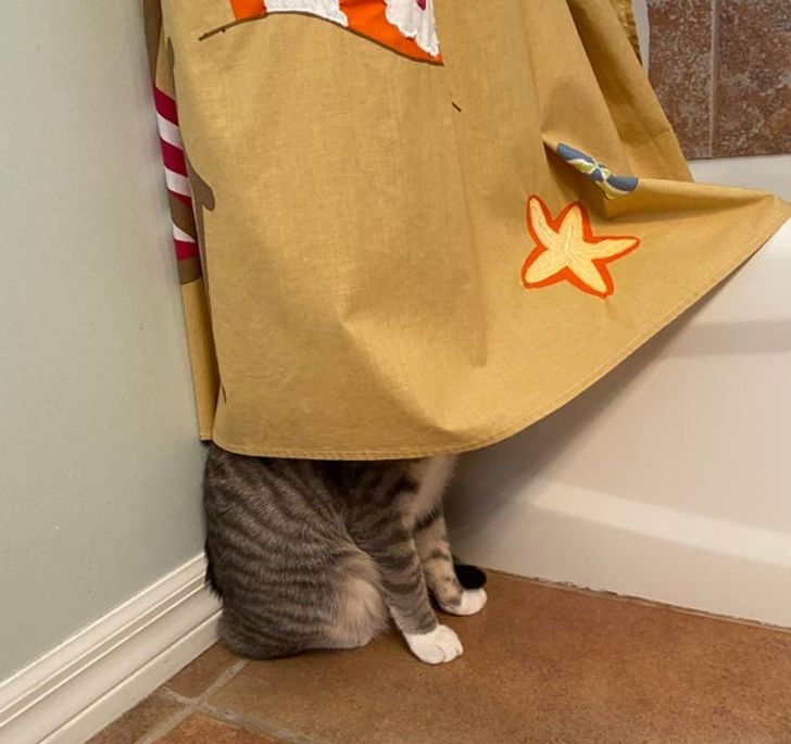 cabbb851c58c1557cf201bef0c