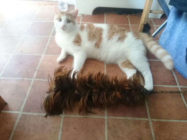 cb828c5815a4b2014257726724