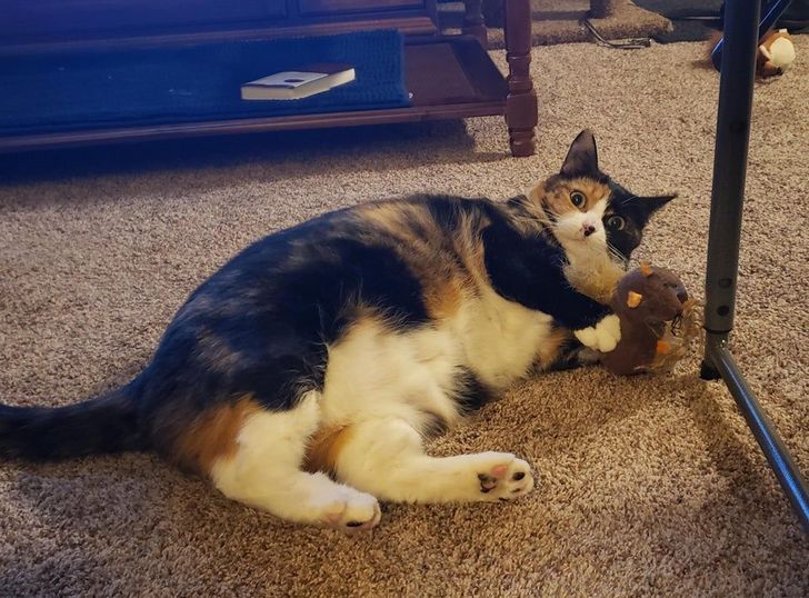 cc402a5b54b8b4f416c9c76800