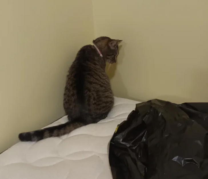 cc6ada536c80085a63ad65edc8