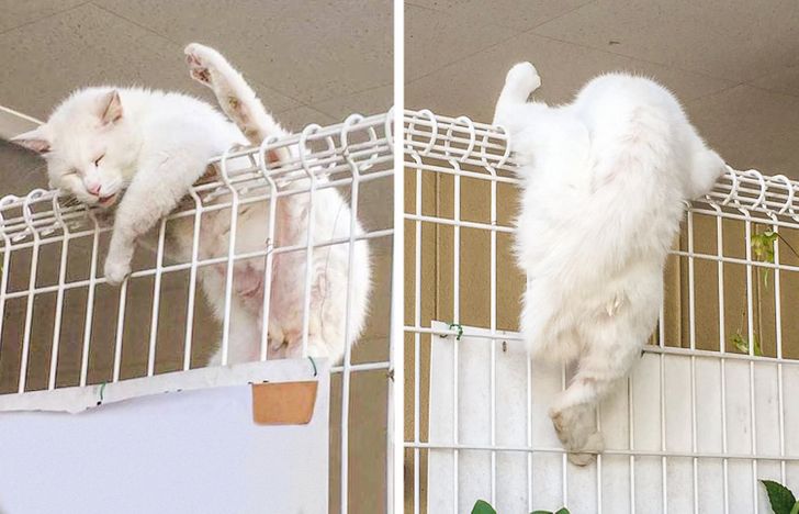 cc73205564ad880ed2b6137f77