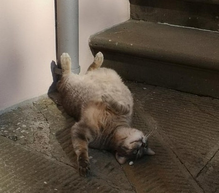 cdc77d56bd9f5594e50f14dd3b