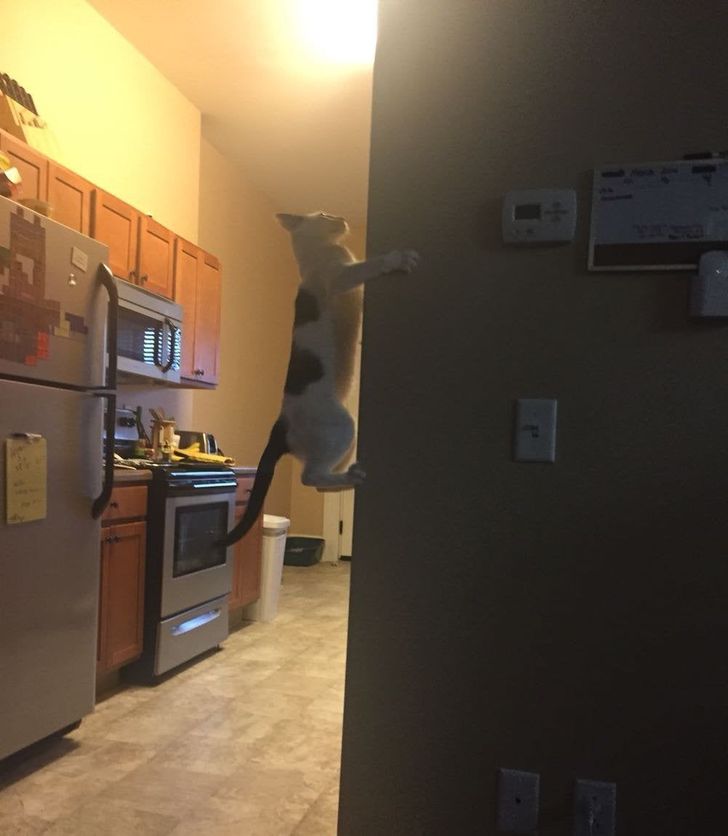 ce03e85f31bc66728a63d79157