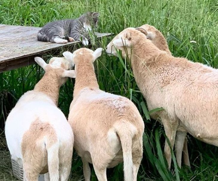 cfccd95e3497b92e20a16b4b3d