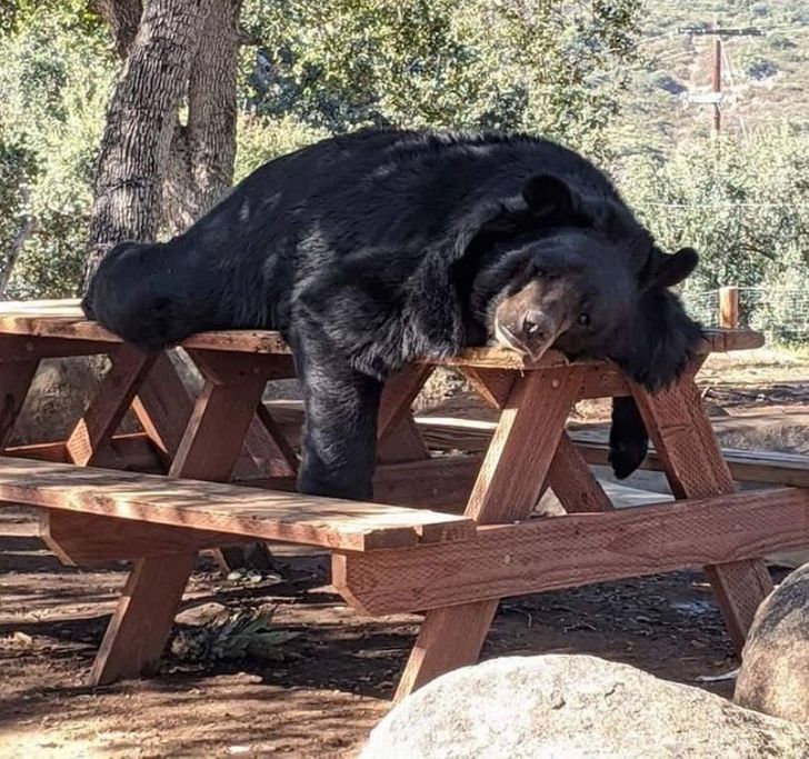 d03f3d52689c69c5a364153545