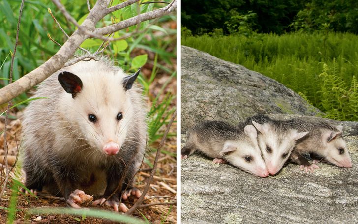 d057755e108182c9f62d183104