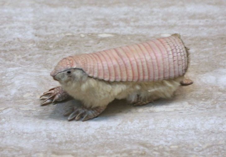 d067b35b2ca20146cf244cf222