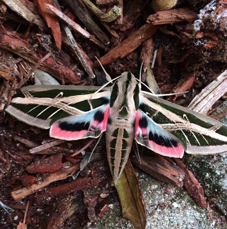 d0a91f538081eece0e8420dfcf